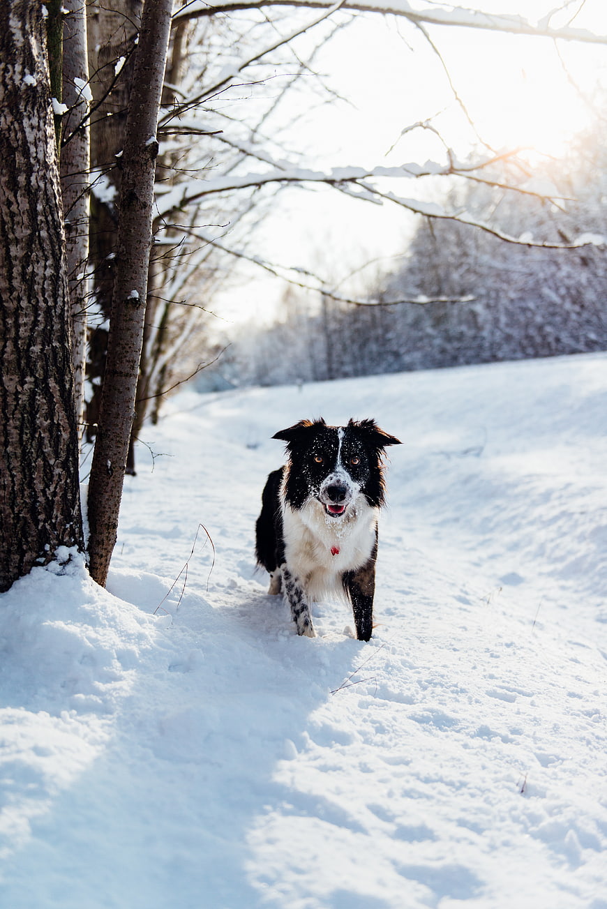 Happy Border Collie Running in Snowy Winter Forest