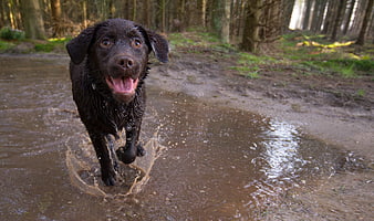 Happy black labrador puppy running through muddy forest puddle
