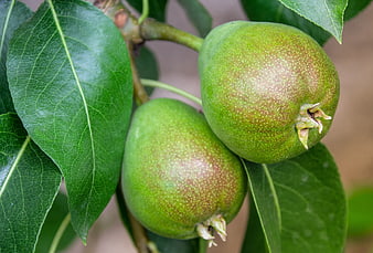 Close-up of green pears growing on a tree branch