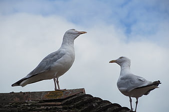 Two seagulls standing on a weathered roof against a cloudy sky