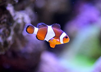 Orange Clownfish Swimming in Aquarium