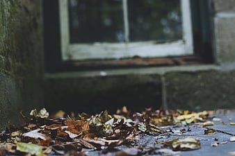 Fallen autumn leaves on wet pavement near old window