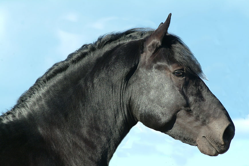 Close-up portrait of a black horse head against blue sky