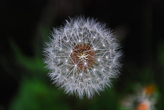 Close-up of a white dandelion seed head against dark background