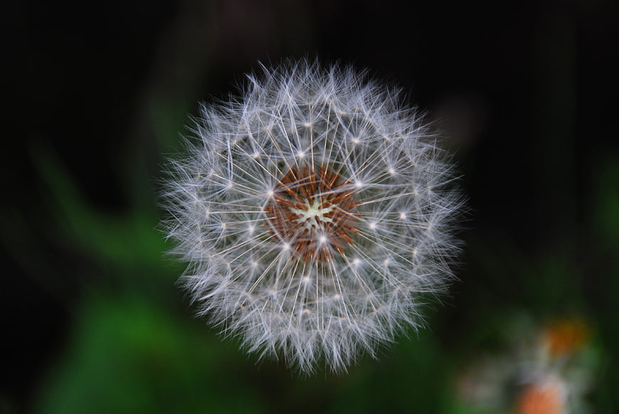 Close-up of a white dandelion seed head against dark background