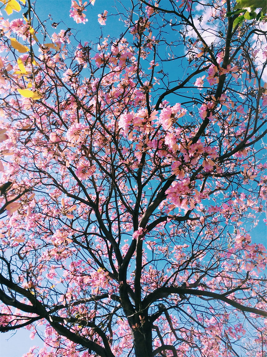 Pink Tabebuia Blossoms Against Blue Sky