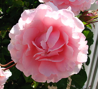 Close-up of a blooming pink rose in sunlight