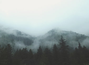Misty Mountain Forest Landscape with Fog and Pine Trees