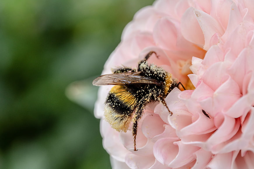 Macro shot of a bumblebee pollinating a pink flower