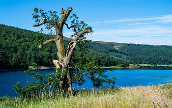 Gnarled Tree by Blue Reservoir in Derbyshire Countryside