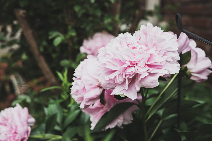 Close-up of blooming pink peonies in a lush garden