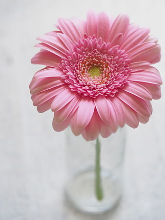 Pink Gerbera Daisy in Clear Glass Vase on White Background