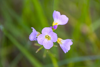 Close-up of delicate purple wildflowers with blurred green background