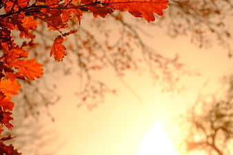 Vibrant Autumn Oak Leaves Backlit by Golden October Sunlight