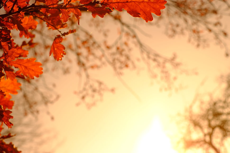 Vibrant Autumn Oak Leaves Backlit by Golden October Sunlight
