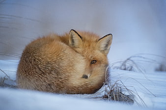 Red Fox Resting in Snowy Winter Landscape