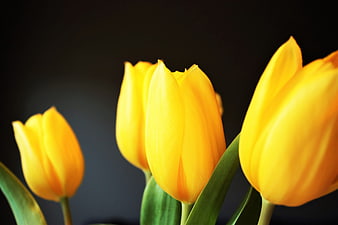 Vibrant Yellow Tulips Against Dark Background