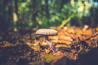 Close-up of a mushroom growing in an autumn forest