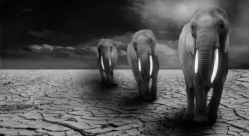 Three elephants walking on cracked dry earth in black and white