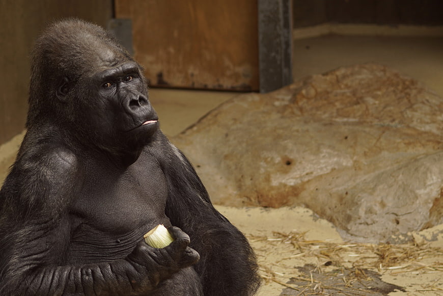 Portrait of a gorilla holding food in an enclosure