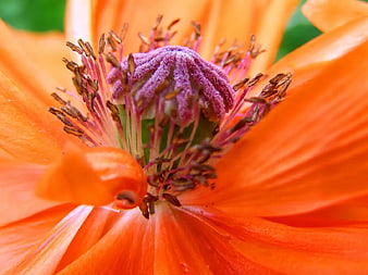 Macro Close-Up of Vibrant Orange Poppy Flower with Purple Center