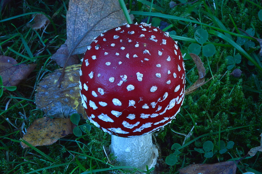 Red Fly Agaric Mushroom with White Spots in Forest Moss
