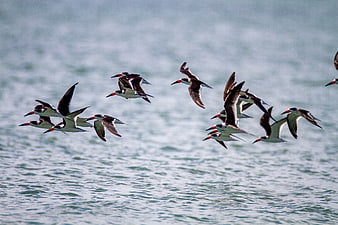Flock of Black Skimmers Flying Over Ocean Water