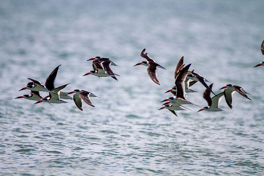 Flock of Black Skimmers Flying Over Ocean Water