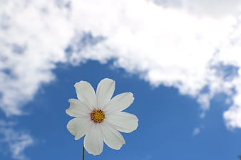 White Cosmos Flower Against Blue Sky with Clouds