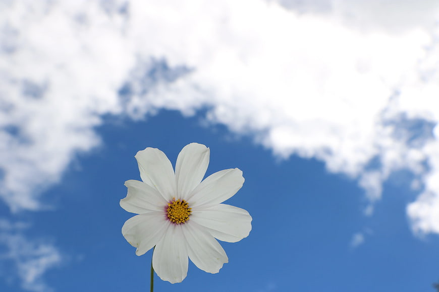 White Cosmos Flower Against Blue Sky with Clouds
