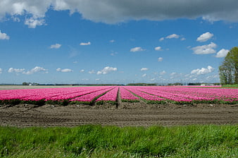 Vibrant Pink Tulip Field Under Blue Sky
