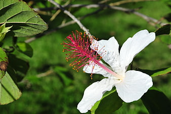 White Hibiscus Flower with Pink Stamen Close-Up