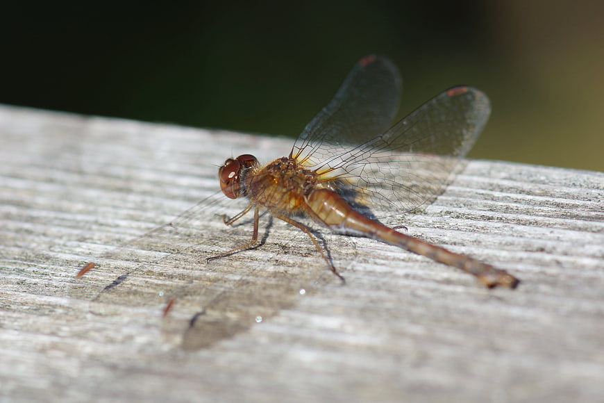 Close-up of a brown dragonfly resting on weathered wood
