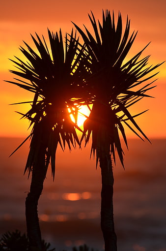 Silhouette of Palm Trees Against Vibrant Orange Sunset Over Ocean