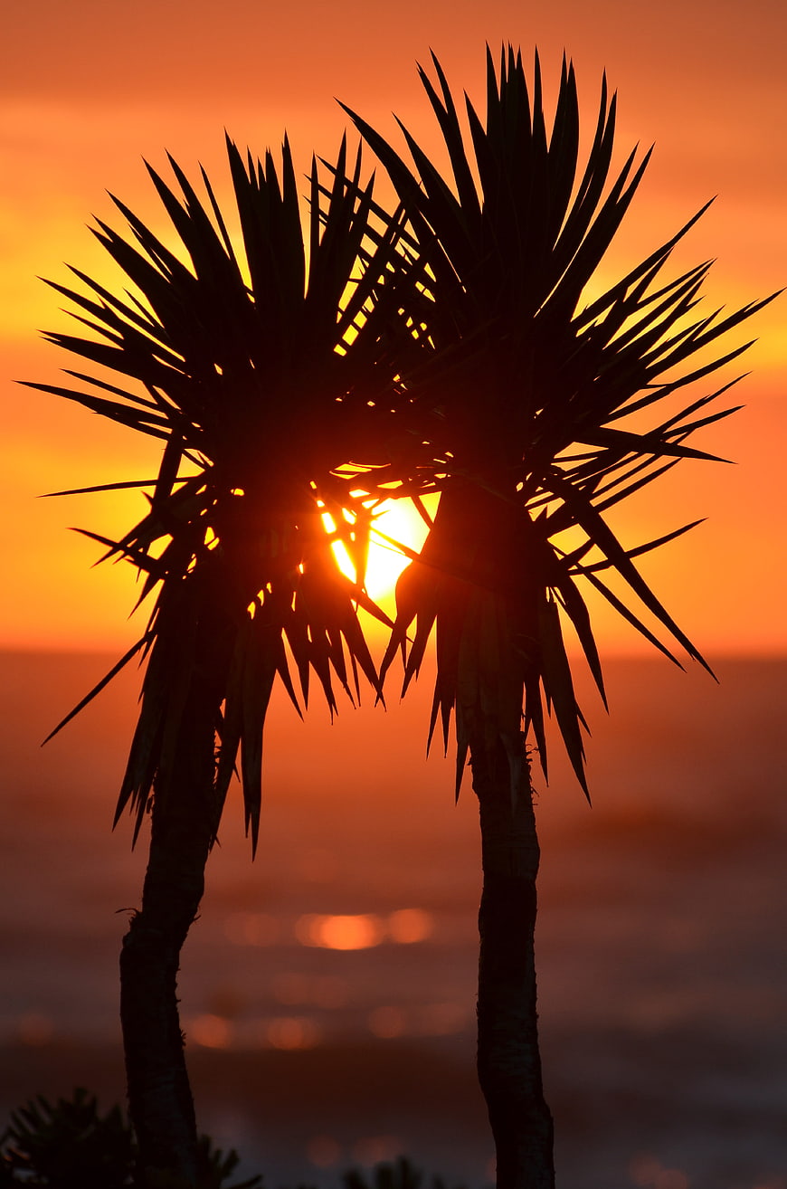 Silhouette of Palm Trees Against Vibrant Orange Sunset Over Ocean