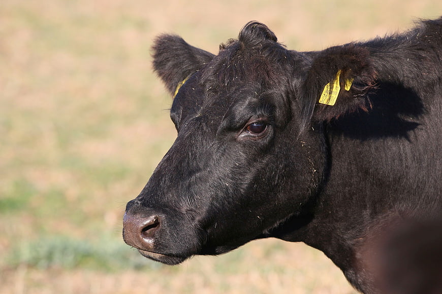 Close-up portrait of a black cow with yellow ear tag in a pasture
