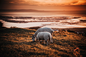 Sheep Grazing on Coastal Hill at Golden Sunset