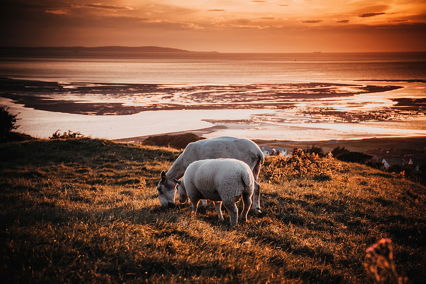 Sheep Grazing on Coastal Hill at Golden Sunset