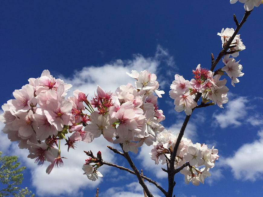 Pink cherry blossoms against a bright blue sky with clouds