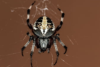 Close-up of a Garden Spider on a Web