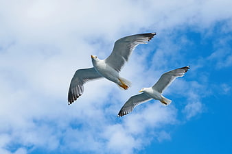 Two Seagulls Flying in Blue Sky with Clouds
