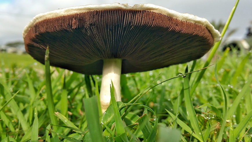 Close-up of mushroom gills in green grass with dew