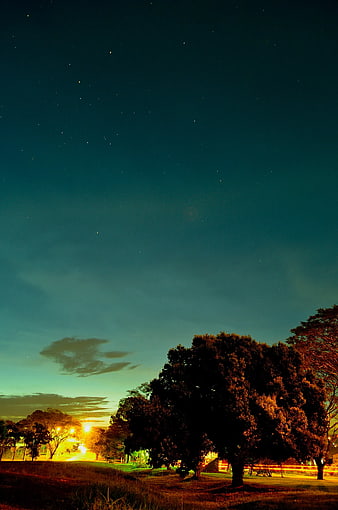 Night Sky with Stars and Silhouette of Trees in Park