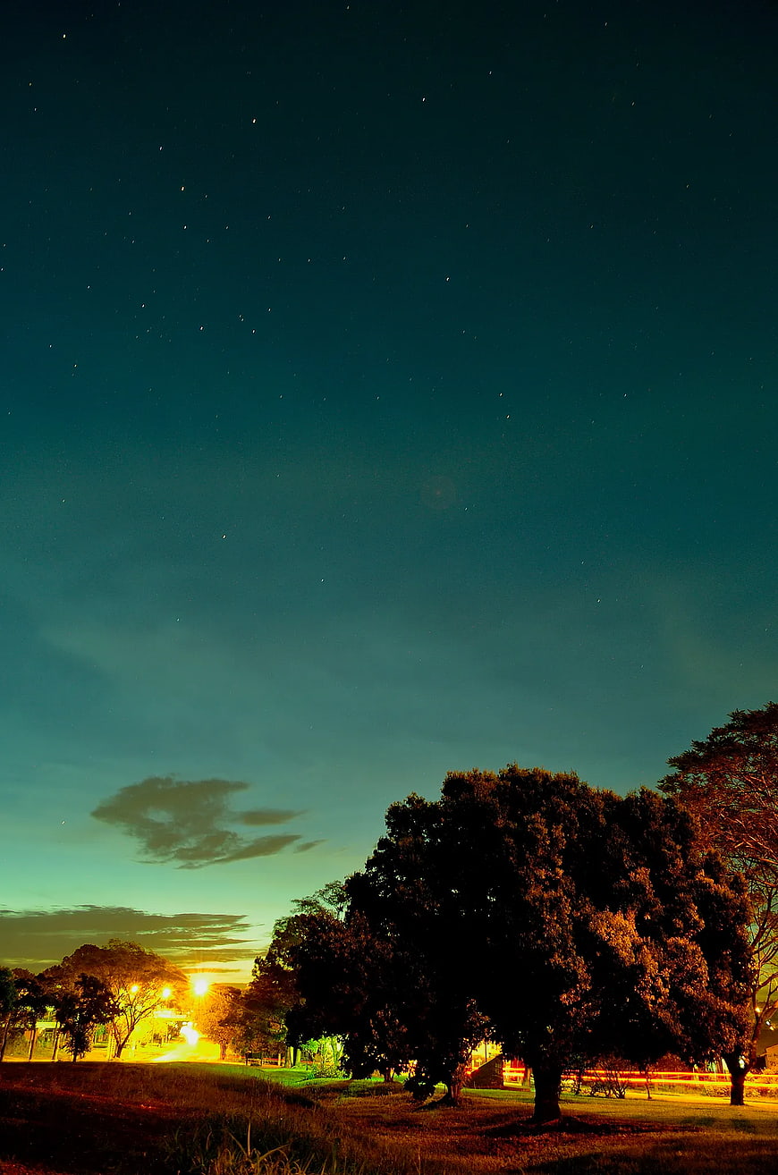 Night Sky with Stars and Silhouette of Trees in Park