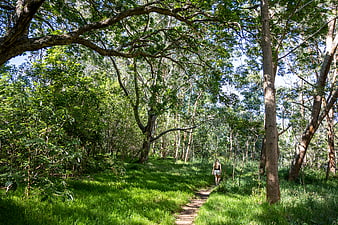Woman Hiking on Forest Trail in Sunlight