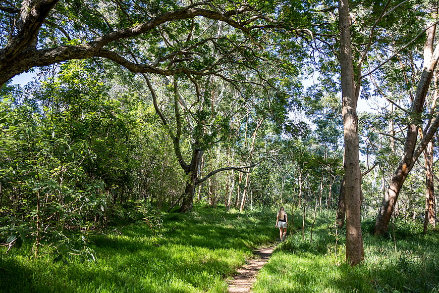 Woman Hiking on Forest Trail in Sunlight