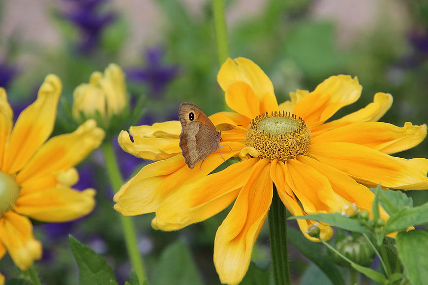 Brown butterfly on yellow flower in garden
