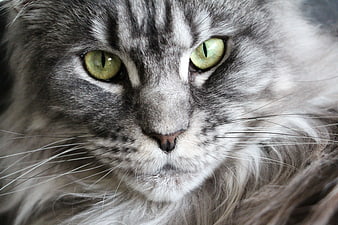 Close-up portrait of a grey and white tabby cat with green eyes