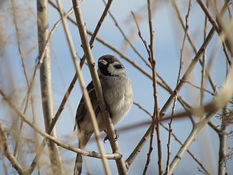 Male House Sparrow Perched on Bare Winter Branches