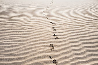 Animal footprints in rippled sand dunes